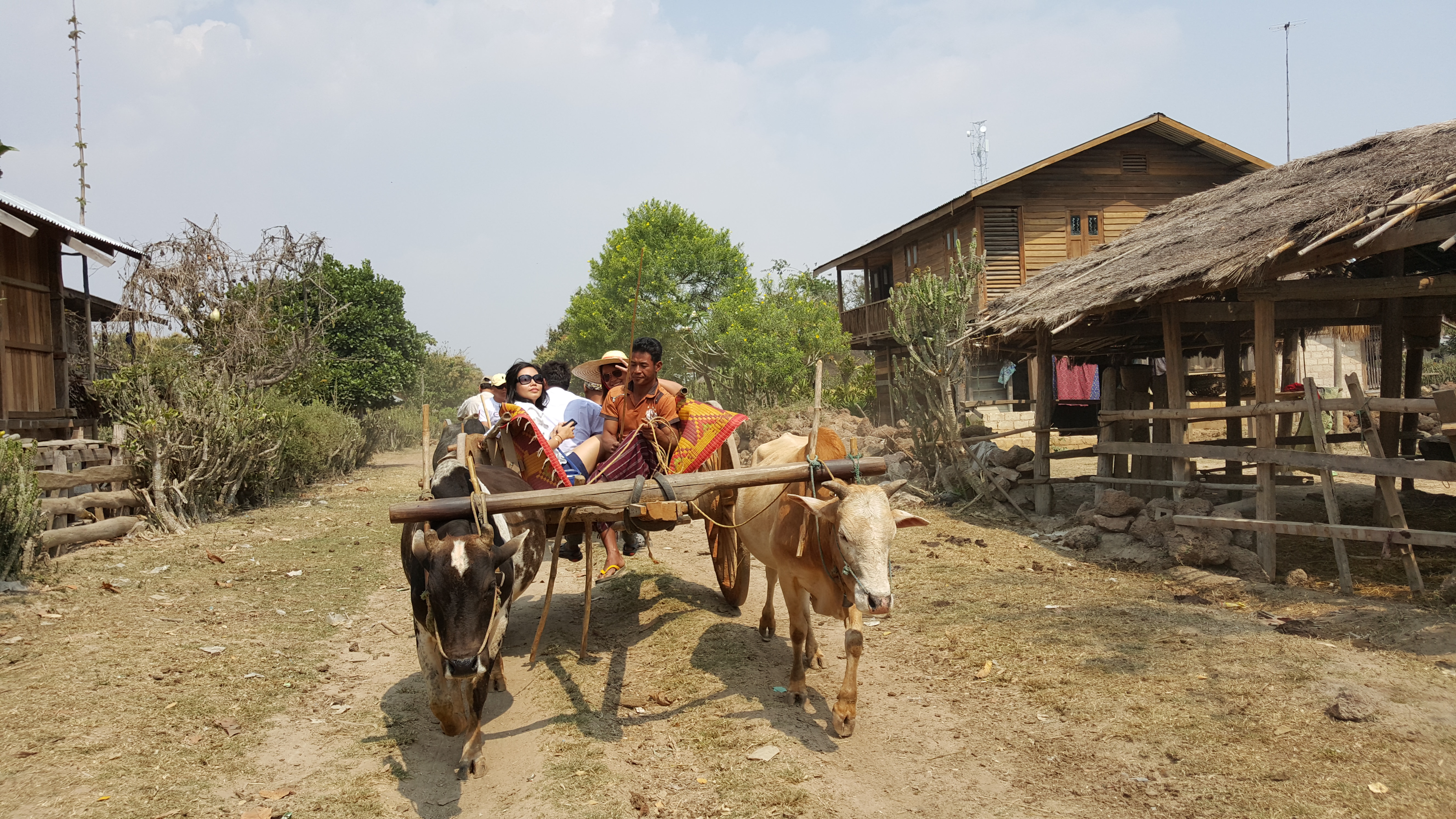 ox cart